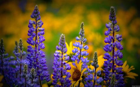 Washington Wildflowers 1280×800 - High Definition Wallpaper