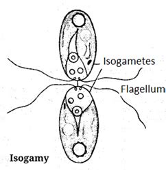 isogamy - Study Solutions