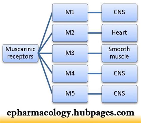 Adrenergic Receptors Types