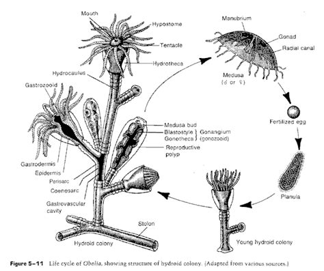 Palaeos Invertebrates: Cnidaria: Hydrozoa