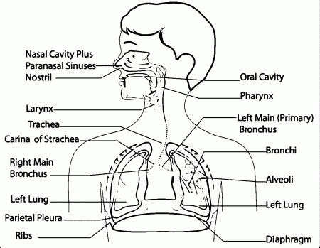 Respiratory System Unlabeled - Human Anatomy Diagram - Coloring Home