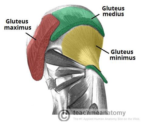 Fig 1.0 - The superficial muscles of the gluteal region. The gluteus maximus and medius have ...