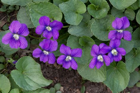 Wild Violets - Stock Image - F031/5485 - Science Photo Library