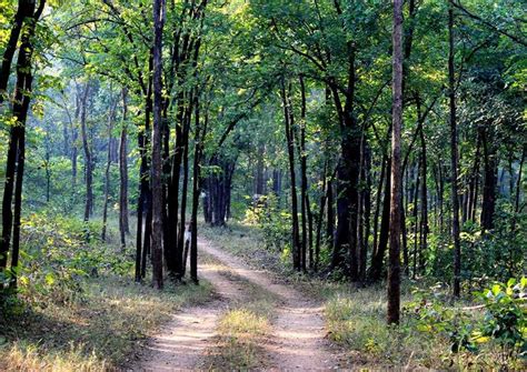 Barnawapara Wildlife Sanctuary, Chhattisgarh | Entry Fee, Timings, How ...