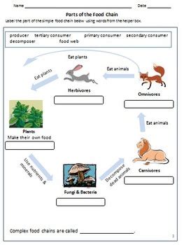 Omnivore Food Chain