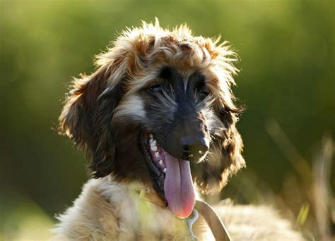 33+ How Much Is An Afghan Hound Puppy Photo - Bleumoonproductions