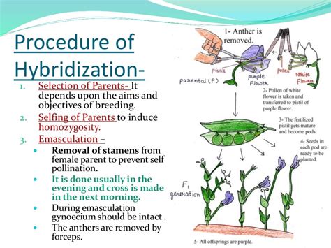 Hybrid breeding in plants