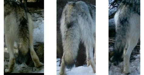 Identifying Denali's Wolves (U.S. National Park Service)