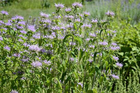 Buy Wild Bergamot for Sale Online | Direct Native Plants