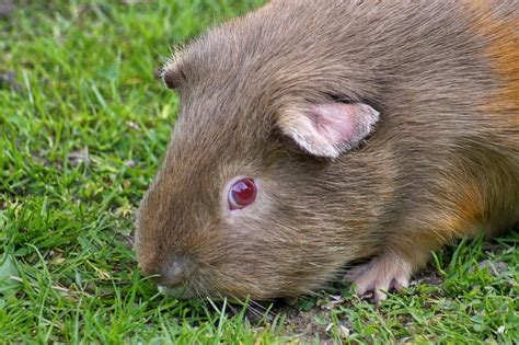 Cavia's (Cavia) | Cavia's eten groenvoer, fruit en zaden. Ee… | Flickr