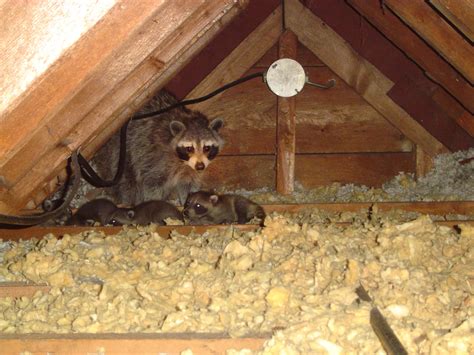 Find Out What Animal Is Living In Your Montreal Attic