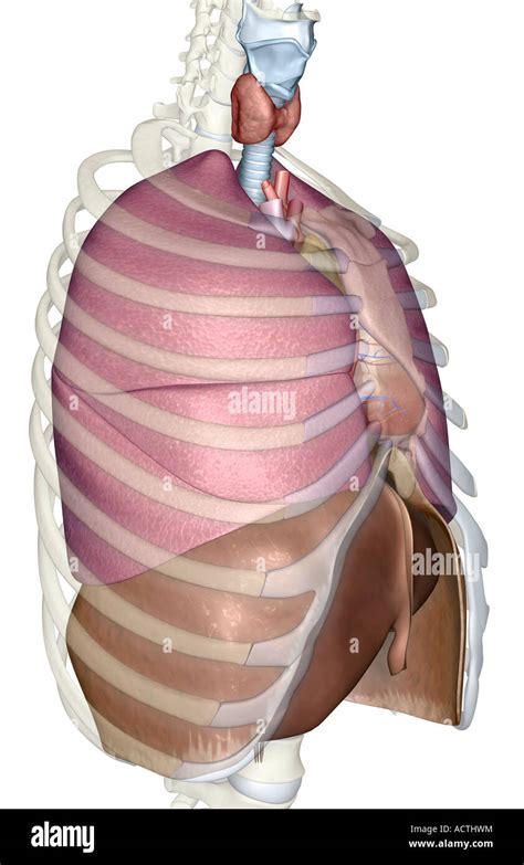 The lungs liver and diaphragm Stock Photo - Alamy