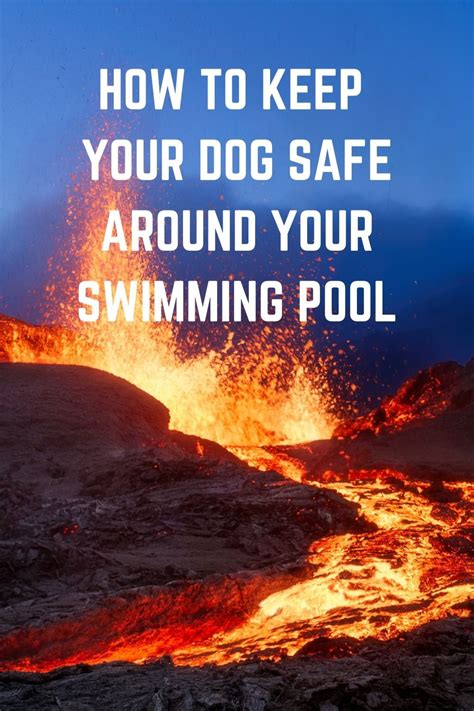 How to keep your dog safe around your swimming pool – Artofit