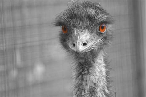 I See You Emu Black and White Photograph by Ann and John Cinnamon