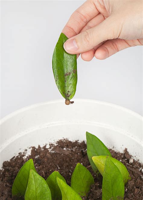 27+ How To Propagate Zeezee Plant - RaeannArtin