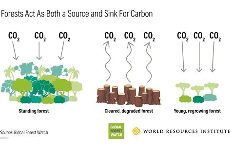 New data allows scientists to accurately measure the carbon flux of forests | GreenBiz