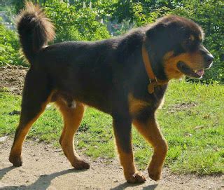 Bhotia Dog Breed: Price in India, Lifespan, Bite Force & More