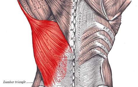 Top 3 Dynamic Lumbar Stabilization Exercises - Precision Movement