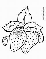 Strawberry Coloring Pages For Kids  Smart Kiddyblogspotcom sketch template