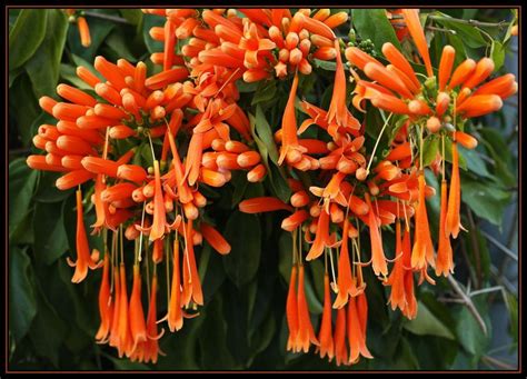 trumpet creeper | Beautiful flowers garden, Climbing flowers, Flower ...