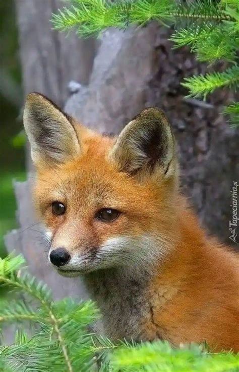 Little Red Fox | Fox, Red fox, Animals