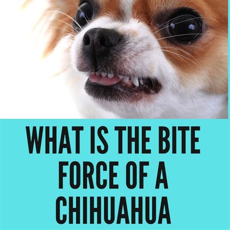 Can a Chihuahua Kill a Human? Bite Force of chihuahua - Oxford Pets