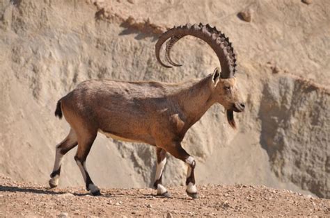 Top 10 Most Dangerous Goat Breeds | Nubian ibex, Goat breeds, Goats