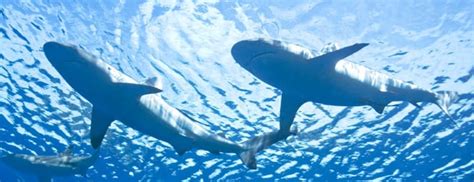 Shark Finning - Food Empowerment Project