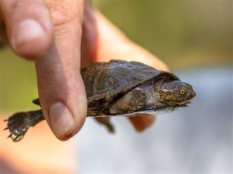 African Helmeted Turtle Reptiles, Crocodile, Turtle, African, Beach ...