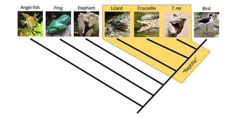 2.4 Phylogenetic Trees and Classification - Digital Atlas of Ancient Life