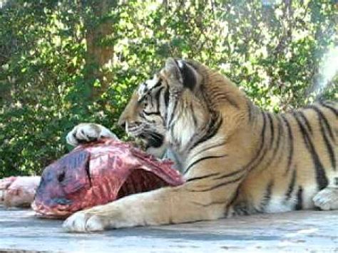 Bengal Tiger eating a Deer... - YouTube