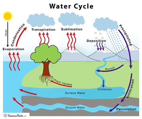 Water Cycle – Definition & Steps Explained With Simple Diagram