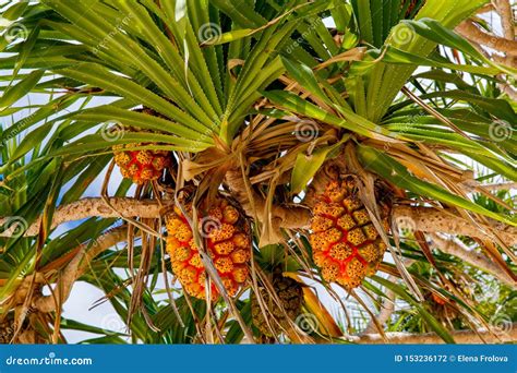 Exotic Tropical Fruit on a Palm Tree Against the Sea. Summer Vacation ...