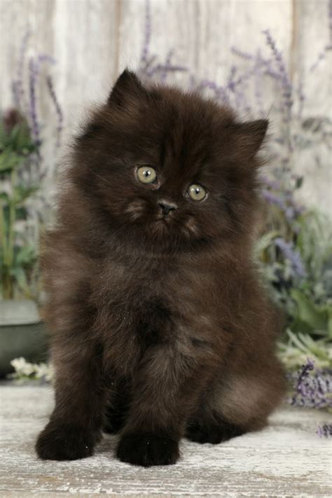 Black Persian Kittens | Black Persian CatsPersian Kittens For Sale in a ...