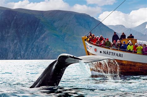 Husavik Whale Watching - The Original tour with North Sailing