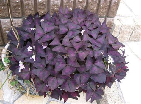 Oxalis (Purple Shamrock / Love Plant) Guide | Our House Plants