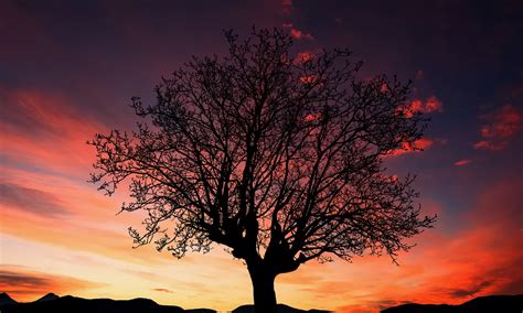 Download Tree, Silhouette, Sunset. Royalty-Free Stock Illustration Image - Pixabay