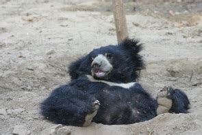 Bear diaries: Treating sloth bear teeth in Agra, India