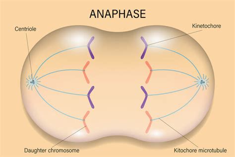 Mitosis Anaphase Diagram