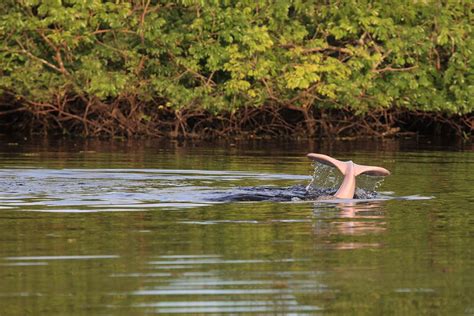 15 Interesting Pink River Dolphin Facts - Rainforest Cruises