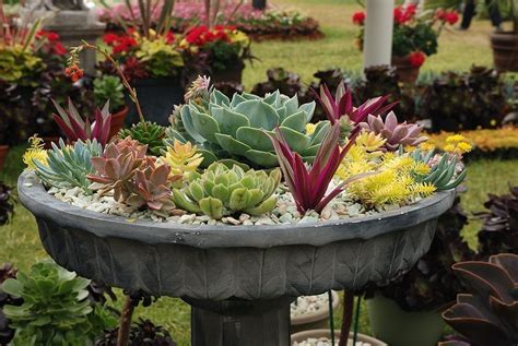 50 Best Succulent Garden Ideas for 2022