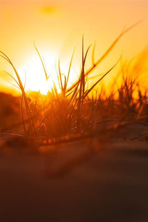 Grass Silhouette Photo at Sunset · Free Stock Photo