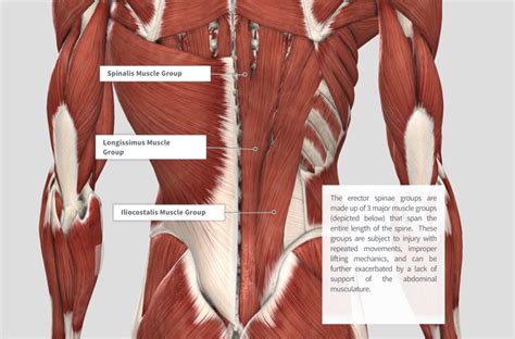 Lumbar Spine Muscle Anatomy