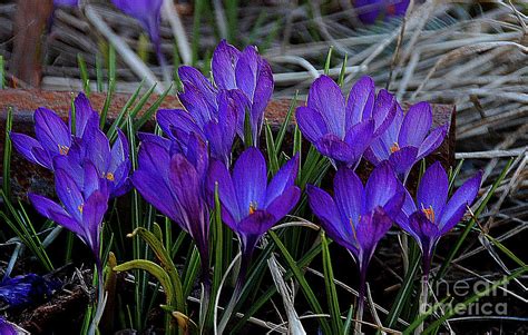 Purple Crocus Painting by Elaine Manley