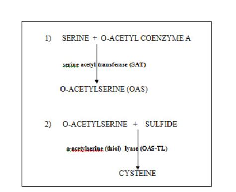 The two-step process of cysteine synthesis in plants. | Download ...