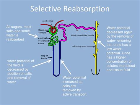 PPT - F214: Communication, Homeostasis and Energy 4.2.1 Ultrafiltration and Selective ...