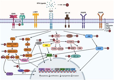 Receptor Tyrosine Kinase Pathway