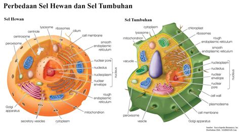 Jelaskan Perbedaan Sel Tumbuhan Dan Sel Hewan - Homecare24