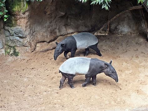 Malayan tapirs - ZooChat