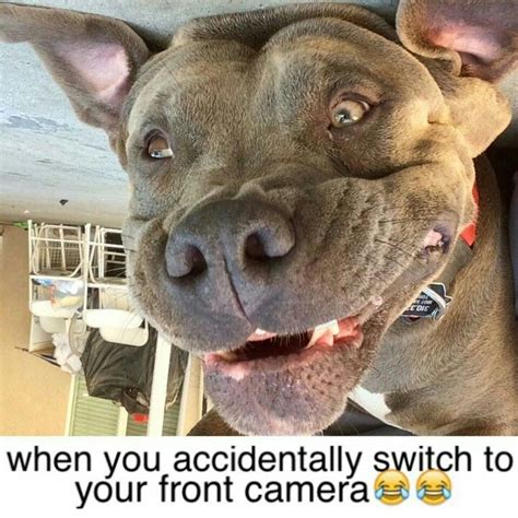 7 best Funny Pit Bull Dog Memes images on Pinterest | Pit bull, Dog memes and Pit bull dogs